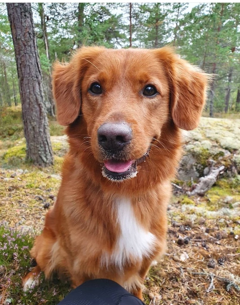 nova scotia duck tolling retriever